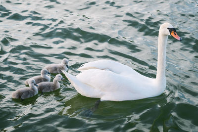 Swans swimming in a lake