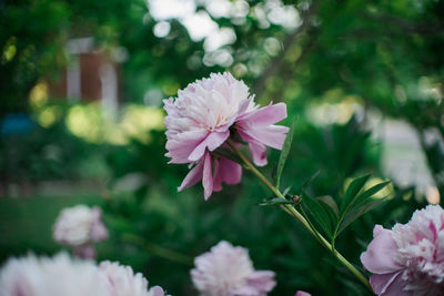 Close-up of pink flowers