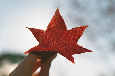 Close-up of maple leaves on tree against sky