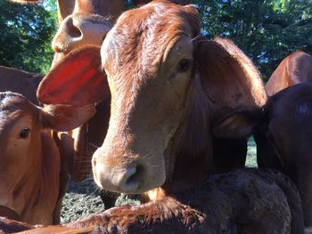 Close-up of horse