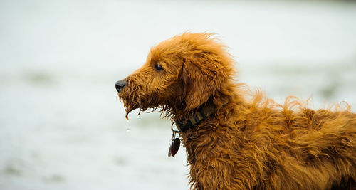 Close-up of dog against sky