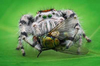 Close-up of spider