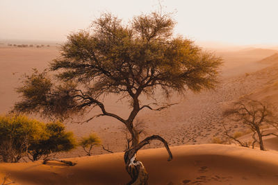 Tree in desert against sky