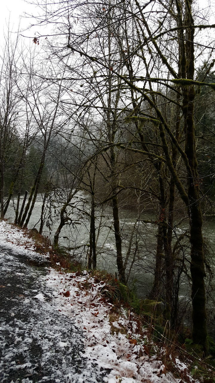 VIEW OF BARE TREES IN WINTER