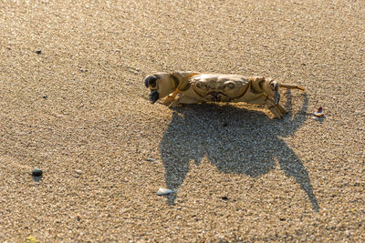 High angle view of shadow on sand