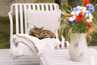 Cat sitting on table