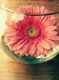 Close-up of pink flowers