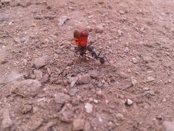 Close-up of ladybug