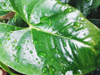 Close-up of wet plant leaves during rainy season