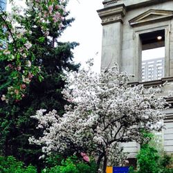 Low angle view of flowers on tree