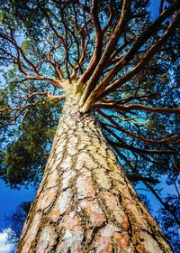 Low angle view of tree against sky