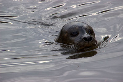 Seal in a lake