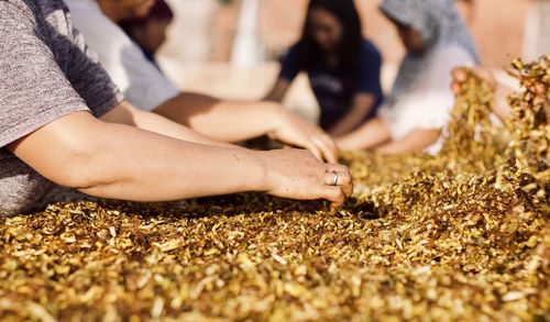 Hands sorting tobacco leafs