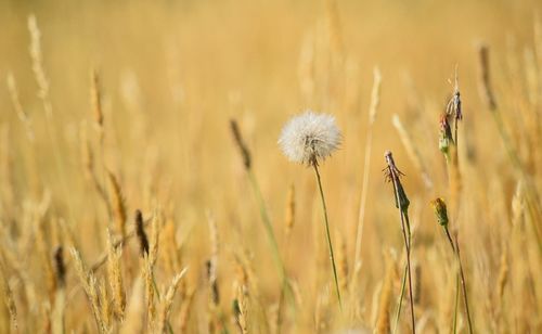 Close-up of dandelion flower in field