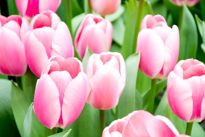 Close-up of pink tulips