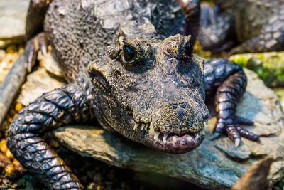 Close-up of crocodile in zoo