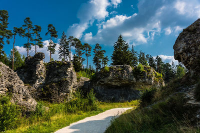 Road amidst trees against sky
