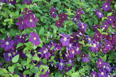 Full frame shot of purple flowering plants