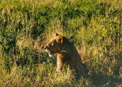 Dog on grassy field