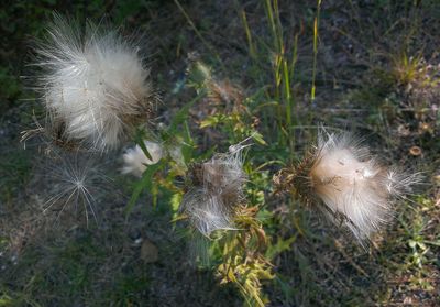 Close-up of plants