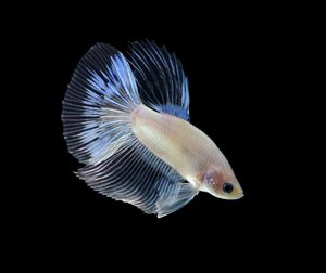 Close-up of fish against black background