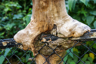 Close-up of tree trunk by fence in forest