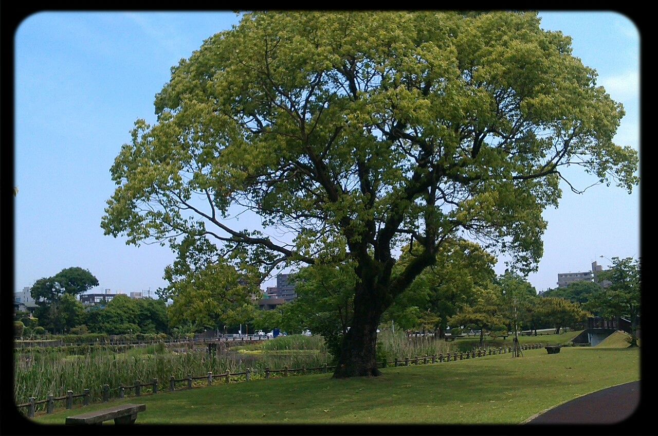 tree, grass, transfer print, green color, park - man made space, auto post production filter, lawn, growth, field, grassy, clear sky, park, sunlight, nature, sky, built structure, building exterior, tranquility, branch, shadow