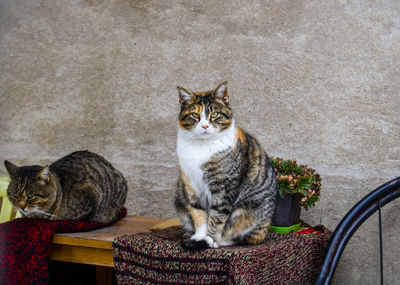 Portrait of cats sitting