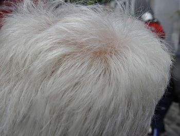 Close-up of white dog