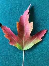 High angle view of maple leaf during autumn