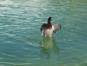 Ducks swimming in lake