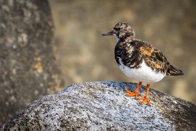 Close-up of bird perching on rock