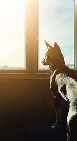 Side view of a dog looking at window