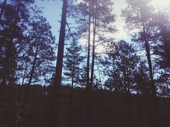 Low angle view of trees against sky