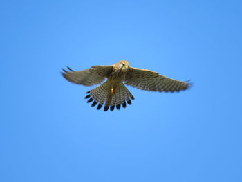 Low angle view of eagle flying in sky