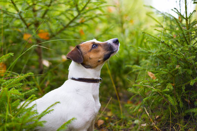 Dog looking away on field