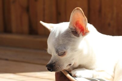 Close-up of dog