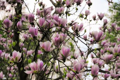 Close-up of pink flowers