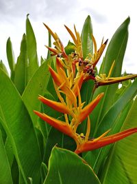 Close-up of orange flowering plant