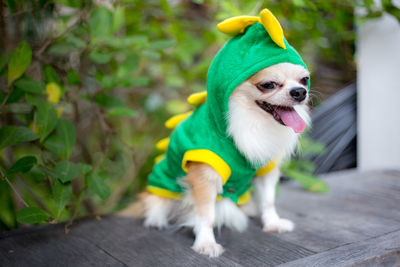 Close-up of dog in costume sitting on wood