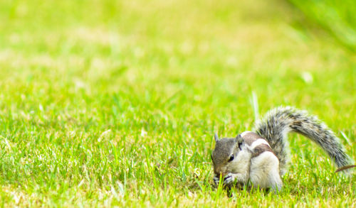 Bird on grassy field