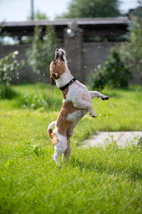 Jack russell terrier catches a spray of water. the dog is playing outside. 