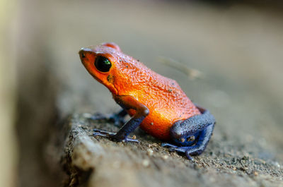 Close-up of orange fish