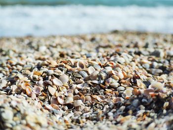Close-up of seashells on pebble beach