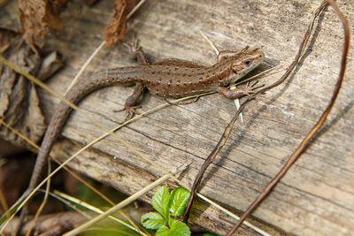 Close-up of lizard on wood