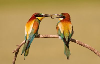 Bird perching on branch