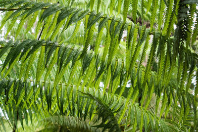 Full frame shot of palm tree