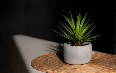 Close-up of potted plant on table