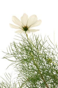 Close-up of flowers