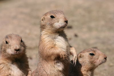 Close-up of prairie dogs on field